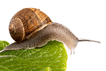 snail_footer chiocciola footer che guarda pagine utili per articoli a base di bava di lumaca